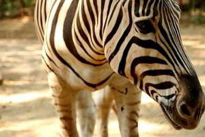 Portrait of zebras in the zoo photo