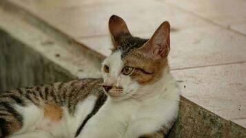 close-up photo of cat face.