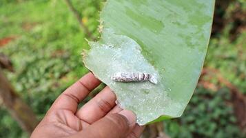 Pupa of Banana leaf roller Erionota thrax injure on banana leaf photo