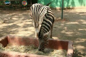 Portrait of zebras in the zoo photo