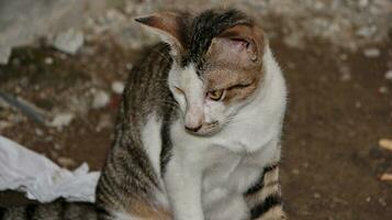 close-up photo of cat face.