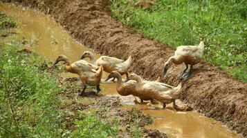 colección de patos mientras alimentándose foto