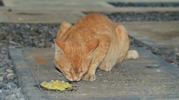 the cat eats fried tempeh on the floor deliciously and relaxed photo