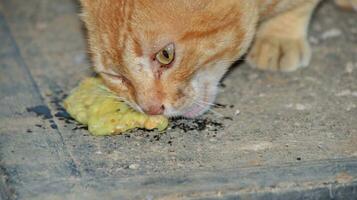 the cat eats fried tempeh on the floor deliciously and relaxed photo