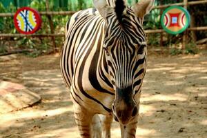 Portrait of zebras in the zoo photo