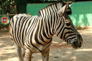 Portrait of zebras in the zoo photo