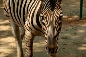 Portrait of zebras in the zoo photo