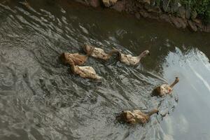 collection of ducks while foraging photo