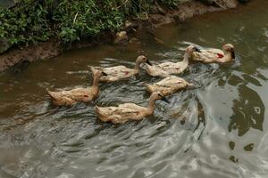 laying ducks which are a type of Javanese duck photo