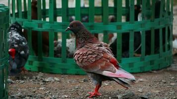 palomas cuando broncearse en su jaulas en el caliente día foto