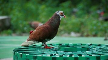 pigeons when sunbathing on their cages in the hot day photo