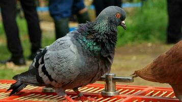 palomas cuando broncearse en su jaulas en el caliente día foto