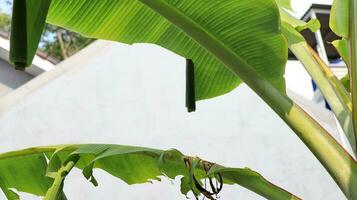 Pupa of Banana leaf roller Erionota thrax injure on banana leaf photo