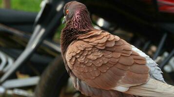 pigeons when sunbathing on their cages in the hot day photo