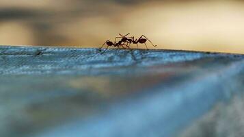 Red ants are looking for foods. photo