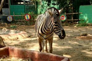 Portrait of zebras in the zoo photo