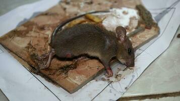 Rat mouse captured onto glue trap photo