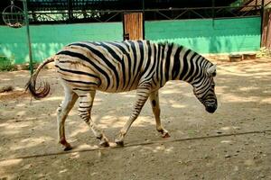 Portrait of zebras in the zoo photo