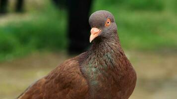 pigeons when sunbathing on their cages in the hot day photo