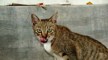 close-up photo of cat face.