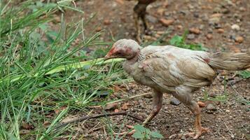 Organic Free Range wild Chickens on a traditional poultry farm walking on a Grass photo
