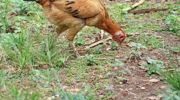 orgánico gratis rango salvaje pollos en un tradicional aves de corral granja caminando en un césped foto