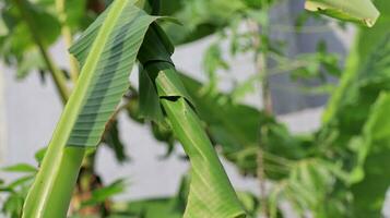Pupa of Banana leaf roller Erionota thrax injure on banana leaf photo