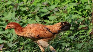 Organic Free Range wild Chickens on a traditional poultry farm walking on a Grass photo