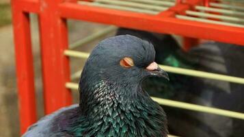 pigeons when sunbathing on their cages in the hot day photo