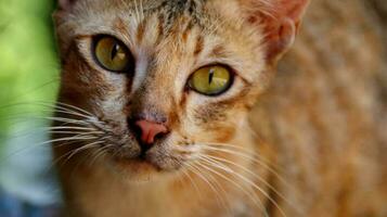 close-up photo of cat face.