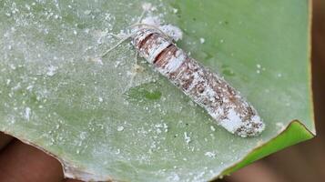 Pupa of Banana leaf roller Erionota thrax injure on banana leaf photo