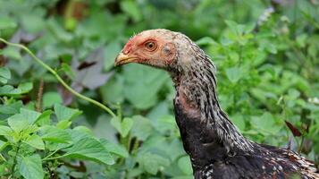 Organic Free Range wild Chickens on a traditional poultry farm walking on a Grass photo