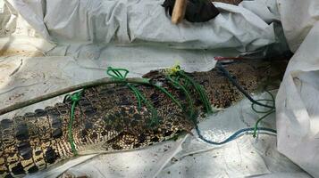 Wild estuarine crocodiles that are caught and will be secured by officers photo