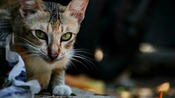 de cerca foto de gato rostro.