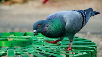 pigeons when sunbathing on their cages in the hot day photo