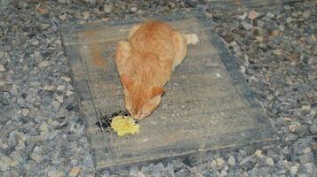 the cat eats fried tempeh on the floor deliciously and relaxed photo