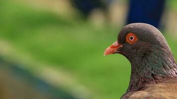 pigeons when sunbathing on their cages in the hot day photo