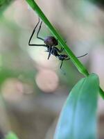 cerca arriba foto de único hormigas