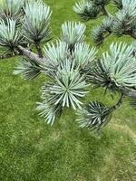 Atlas cedar. Green twig on a background of grass photo