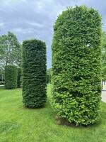 city park, trimmed trees and grass, walking area photo