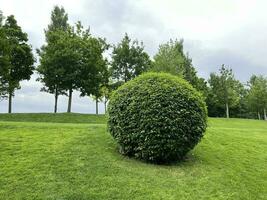 Round bush and grass. A park photo