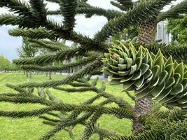 Chilean araucaria. Coniferous ornamental tree photo