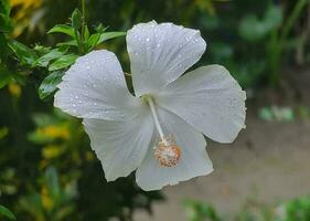 Beautiful blooming flower photo