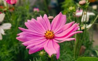 Blooming flower in garden photo