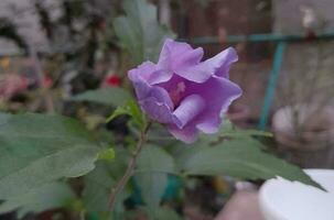 hermosa floreciente flor foto