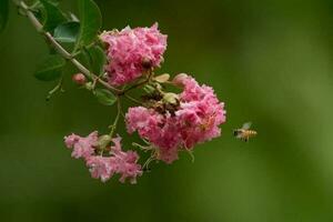 Beautiful blooming flower photo