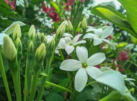 Beautiful blooming flower photo