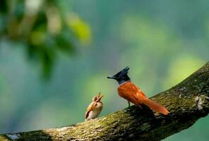 Bird sitting on a tree photo