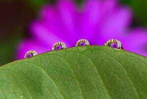 Beautiful blooming flower photo