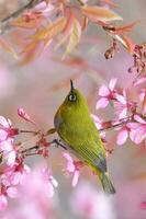 Beautiful bird Setting  on a branch photo